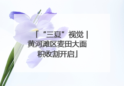 “三夏”视觉｜黄河滩区麦田大面积收割开启
