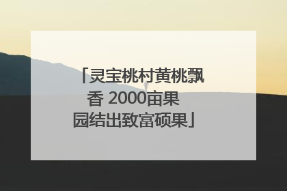 灵宝桃村黄桃飘香 2000亩果园结出致富硕果