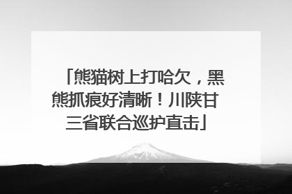 熊猫树上打哈欠，黑熊抓痕好清晰！川陕甘三省联合巡护直击