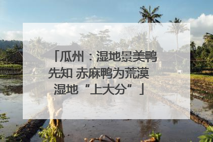 瓜州：湿地景美鸭先知 赤麻鸭为荒漠湿地“上大分”