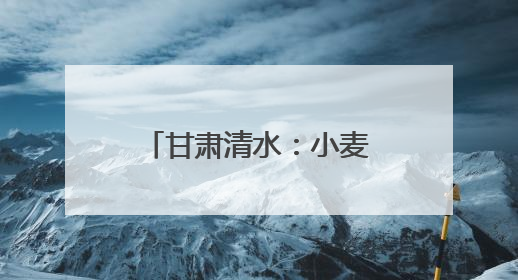 甘肃清水：小麦管理正当时 守护粮“芯”绘丰景