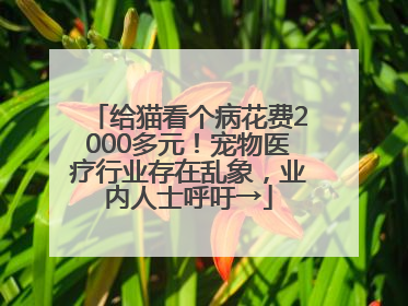给猫看个病花费2000多元！宠物医疗行业存在乱象，业内人士呼吁→