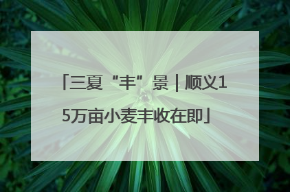 三夏“丰”景｜顺义15万亩小麦丰收在即