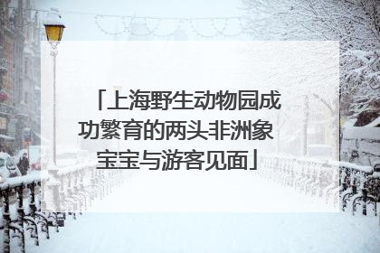 上海野生动物园成功繁育的两头非洲象宝宝与游客见面