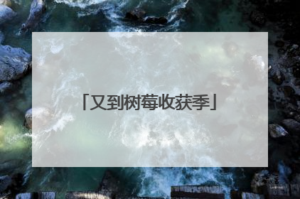又到树莓收获季
