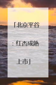 北京平谷：红杏成熟上市