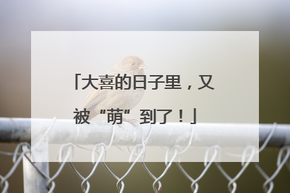 大喜的日子里，又被“萌”到了！