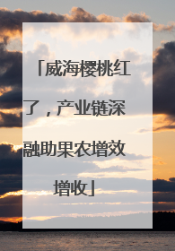 威海樱桃红了，产业链深融助果农增效增收