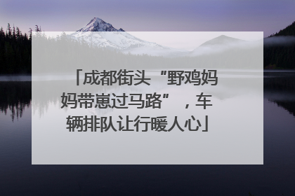 成都街头“野鸡妈妈带崽过马路”，车辆排队让行暖人心