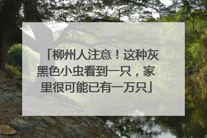 柳州人注意！这种灰黑色小虫看到一只，家里很可能已有一万只