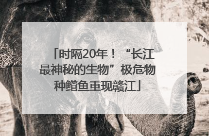 时隔20年！“长江最神秘的生物”极危物种鳤鱼重现赣江