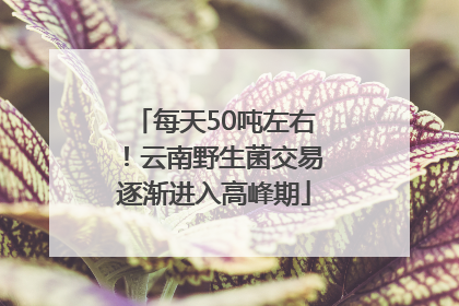 每天50吨左右！云南野生菌交易逐渐进入高峰期