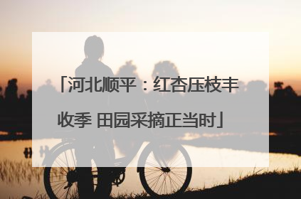 河北顺平：红杏压枝丰收季 田园采摘正当时