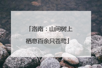 洛南：山间树上栖息百余只苍鹭