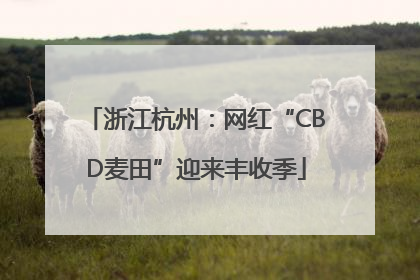 浙江杭州：网红“CBD麦田”迎来丰收季
