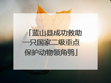 蓝山县成功救助一只国家二级重点保护动物领角鸮