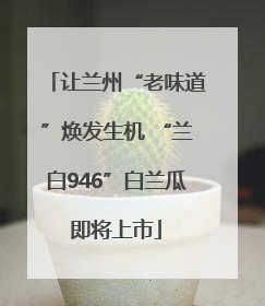 让兰州“老味道”焕发生机 “兰白946”白兰瓜即将上市