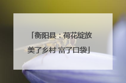 衡阳县：荷花绽放 美了乡村 富了口袋