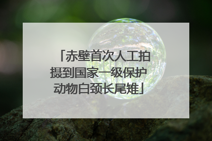 赤壁首次人工拍摄到国家一级保护动物白颈长尾雉