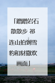蹭蹭岩石散散步 祁连山拍到雪豹和豺撒欢画面
