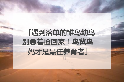 遇到落单的雏鸟幼鸟别急着捡回家！鸟爸鸟妈才是最佳养育者