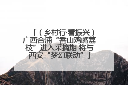 （乡村行·看振兴）广西合浦“香山鸡嘴荔枝”进入采摘期 将与西安“梦幻联动”