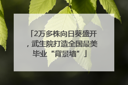 2万多株向日葵盛开，武生院打造全国最美毕业“背景墙”