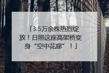 3.5万余株热烈绽放！日照这座高架桥变身“空中花廊”！