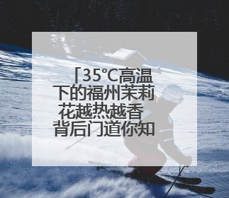 35℃高温下的福州茉莉花越热越香 背后门道你知道吗？