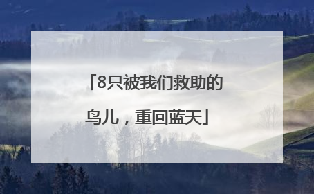 8只被我们救助的鸟儿，重回蓝天